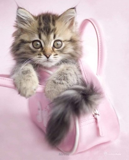 Pyramid Poster - Rachael Hale Minnie - 50 x 40 cm